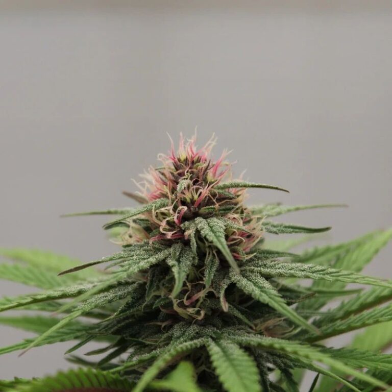 THCA Isolate Powder: The Purest Form Explained