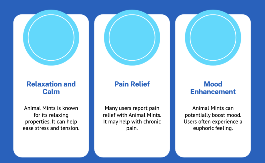 Potent Effects of Animal Mints Strain