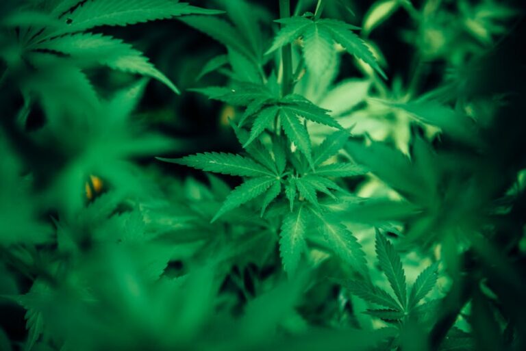 Concentrate on Limits: How Much Cannabis Can You Buy in California?