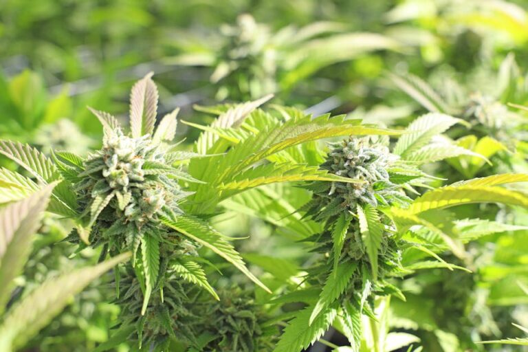 Unveiling THCA: How It’s Made and Why It Matters