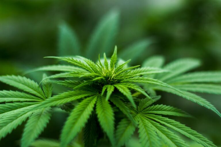 From Seed to Smoke: Cultivating Snoop Dogg OG