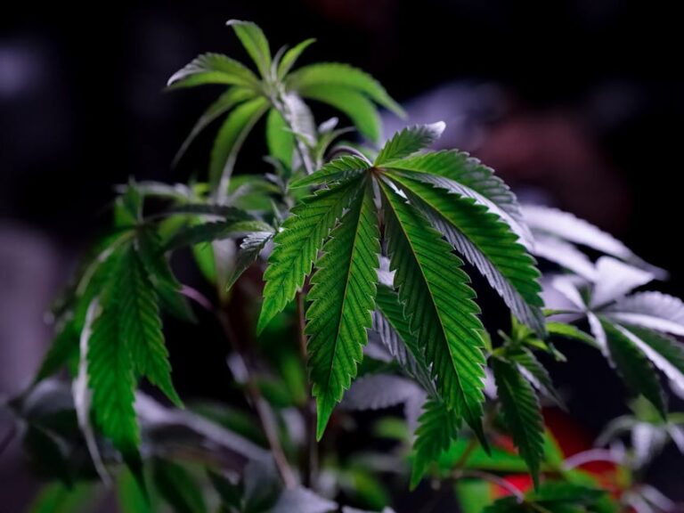 Solventless vs. Solvent: Which Extraction Method Reigns Supreme?