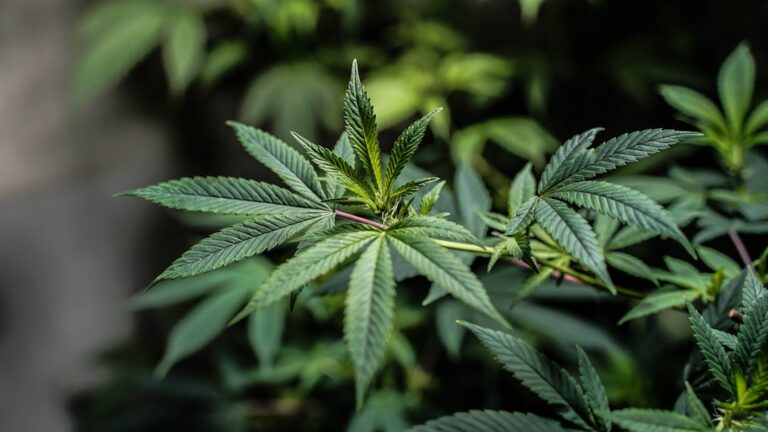 Going Green: The Solventless THCA Extraction Process